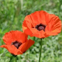 Brilliant Oriental Poppy -PlantAura Shop papaver orientale brilliant oriental poppy