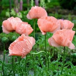 Princess Louise Oriental Poppy -PlantAura Shop papaver orientale princess louise oriental poppy 2