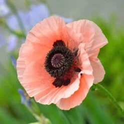 Princess Louise Oriental Poppy -PlantAura Shop papaver orientale princess louise oriental poppy 3.jpg.crdownload