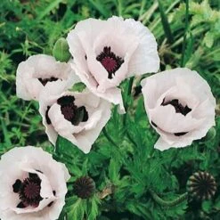 Royal Wedding Oriental Poppy -PlantAura Shop papaver orientale royal wedding 1