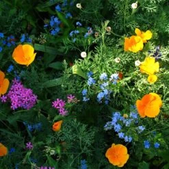 Partial Shade Wildflower Seed Mix -PlantAura Shop partial shade wildflower mix 1