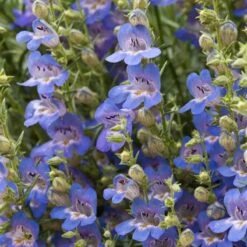 Blue Lips Penstemon -PlantAura Shop penstemon blue lips beardtongue