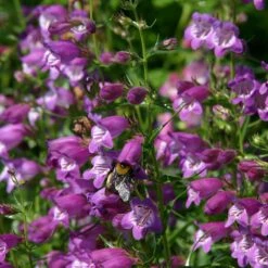 Pike's Peak Purple® Penstemon -PlantAura Shop penstemon mexicali pikes peak flowers pollinator