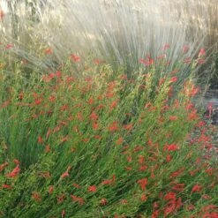 Pineleaf Penstemon -PlantAura Shop penstemon pinifolious with nassella cropped