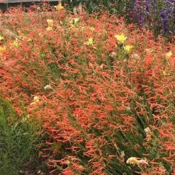 Luminous Pineleaf Penstemon -PlantAura Shop penstemon pinifolius luminous