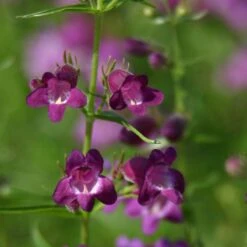 Pike's Peak Purple® Penstemon -PlantAura Shop penstemon x mexicali pikes peak purple pathayward plant select cropped