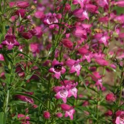 Red Rocks® Penstemon -PlantAura Shop penstemon x mexicali red rocks 21 plant select 1