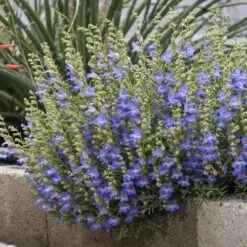 Blue Lips Penstemon -PlantAura Shop penstemon blue lips 78798 2 web