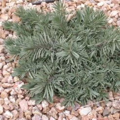 Blue Lips Penstemon -PlantAura Shop penstemon blue lips 78798 3 web