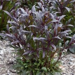 Dark Towers Penstemon -PlantAura Shop penstemon dark towers 02 35 1