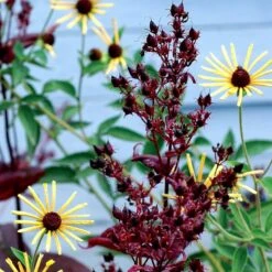 Dark Towers Penstemon -PlantAura Shop penstemon dark towers 3b