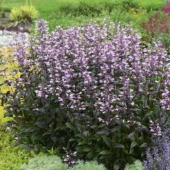 Dark Towers Penstemon -PlantAura Shop penstemon dark towers walters gardens cropped