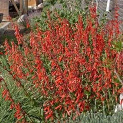 Firecracker Penstemon Richfield Strain -PlantAura Shop penstemon eatonii richfield ut in flwrcc cropped
