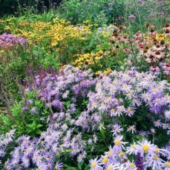 High Country Meadow Native Wildflower Seed Mix -PlantAura Shop perennial garden hcg native mix
