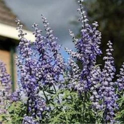 Lacey Blue Russian Sage -PlantAura Shop perovskia atriplicifolia lacy blue 76615 2 web