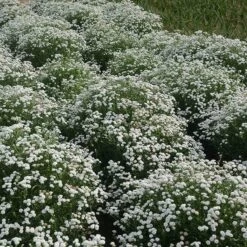 Peter Cottontail Yarrow -PlantAura Shop peter cottontail yarrow 4 4