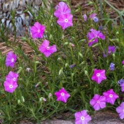 Perfect Pink Santa Fe Phlox -PlantAura Shop phlox nana perfect pink 1