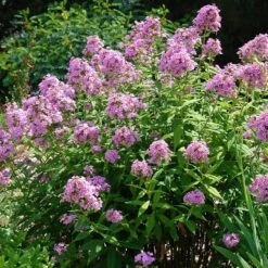 Jeana Garden Phlox -PlantAura Shop phlox paniculata jeana flowers