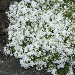 Snowflake Creeping Phlox -PlantAura Shop phlox subulata snowflake 3