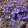 Violet Pinwheels Phlox
