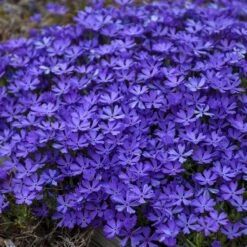 Violet Pinwheels Phlox -PlantAura Shop phlox violet pinwheels 3