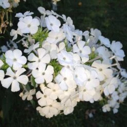 David Garden Phlox -PlantAura Shop phlox david 1 2