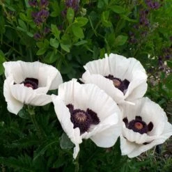 Royal Wedding Oriental Poppy -PlantAura Shop poppy royal wedding and baptisia twilight ablanton