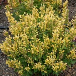Poquito™ Butter Yellow Agastache -PlantAura Shop poquito butter yellow agastache 3