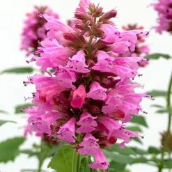 Poquito™ Lavender Agastache -PlantAura Shop poquito lavender agastache close up
