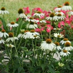 PowWow® White Echinacea -PlantAura Shop pow wow white echinacea