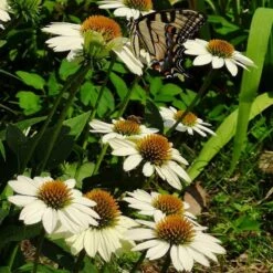 PowWow® White Echinacea -PlantAura Shop powwow white coneflower 1
