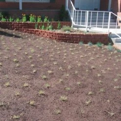 Prestige™ Buffalo Grass Plugs -PlantAura Shop prestige just planted plugs close 1