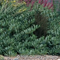 Pawnee Buttes® Sand Cherry (Prunus) -PlantAura Shop prunus besseyi pawnee buttes4 1