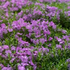 Front Page 13 Front Page -PlantAura Shop purple beauty creeping phlox groundcover 3