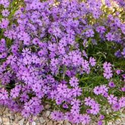Purple Beauty Creeping Phlox -PlantAura Shop purple beauty creeping phlox rock garden