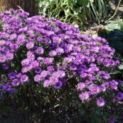 Purple Dome New England Aster -PlantAura Shop purple dome ne aster 3