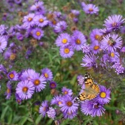Purple Dome New England Aster -PlantAura Shop purple dome ne aster 4