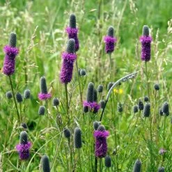 Little Prairie Native Wildflower Seed Mix -PlantAura Shop purple prairie clover little prairie native mix