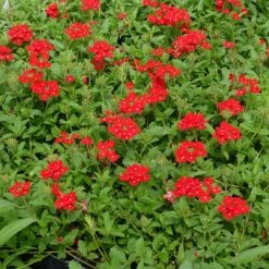 Red Devil Perennial Verbena -PlantAura Shop red devils perennials verbena 2