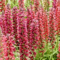 Red Feathers (Echium) -PlantAura Shop red feathers 2