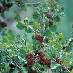 Three-Leaf Sumac (Rhus) -PlantAura Shop rhus trilobata 1 1