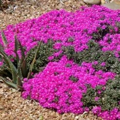 Creeping Shrubby Ice Plant (Ruschia) -PlantAura Shop ruschia pulvinaris 83750