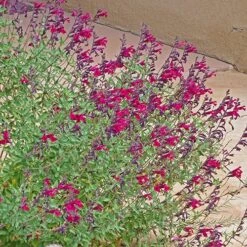 Burgundy Seduction Salvia -PlantAura Shop salvia burgundy seduction