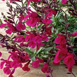 Burgundy Seduction Salvia -PlantAura Shop salvia burgundy seduction1