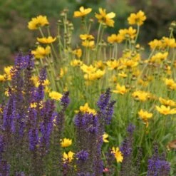 High Country Meadow Native Wildflower Seed Mix -PlantAura Shop salvia coreopsis meadow