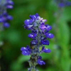 Texas Violet Salvia -PlantAura Shop salvia farinacea texas violet mealy sage