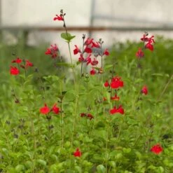 Furman's Red Texas Salvia -PlantAura Shop salvia furmans red garden flower