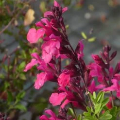 Cold Hardy Rainbow Salvia Collection -PlantAura Shop salvia greggii cold hardy pink