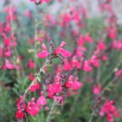 Cold Hardy Rainbow Salvia Collection -PlantAura Shop salvia greggii flowerkisser coral pink sage6