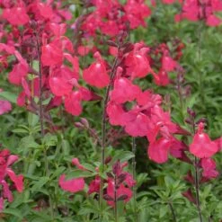 FlowerKisser® Coral-Pink Salvia -PlantAura Shop salvia greggii wwg3flowerkisser coral pink sage